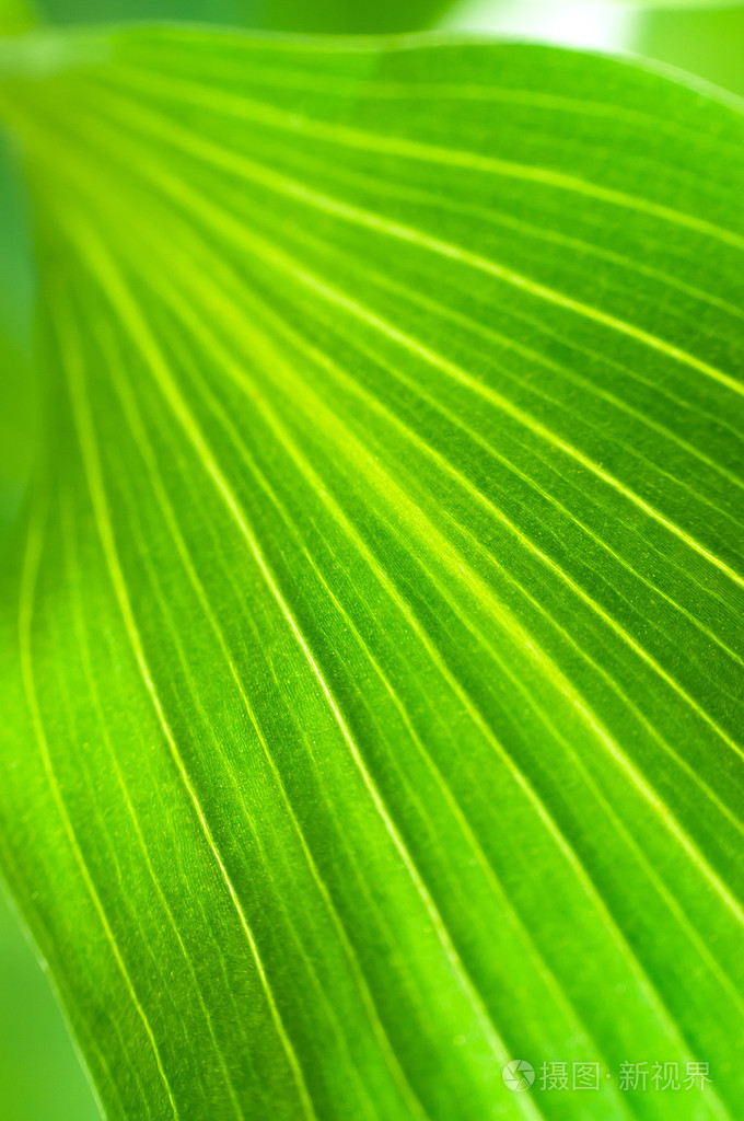 绿色的树叶特写