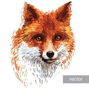 狐狸在智利在白色背景的彩色的狐狸插图照片