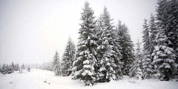 圣诞背景与雪杉木树