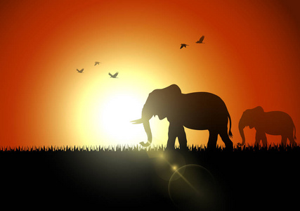 日落时的大象剪影插图