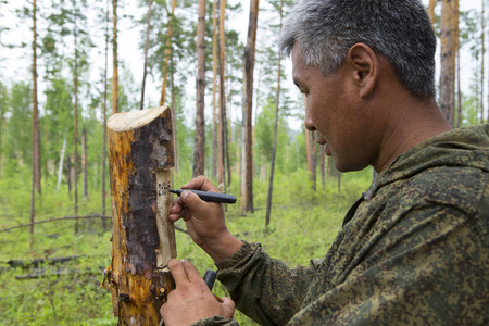 林业督察组林务员标记出卫生砍伐森林的情节。林业工作者，工作脚手架建立网站的卫生砍伐森林的标记
