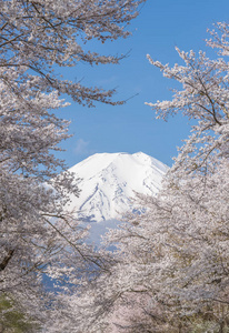 樱花树和山富士在春季  忍野八