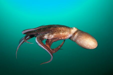 深海生物图片 深海生物素材 深海生物插画 摄图新视界 深海生物图片 深海生物素材 深海生物插画 摄图新视界
