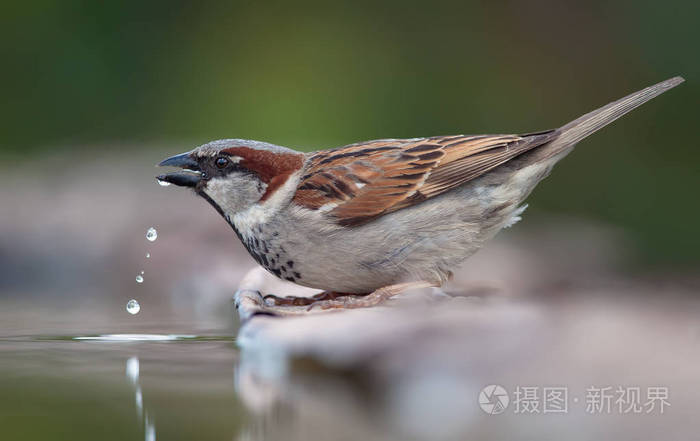 麻雀用水滴喝水