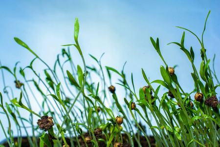 地下芽植物占幼小的植物种子生长在地下的根照片