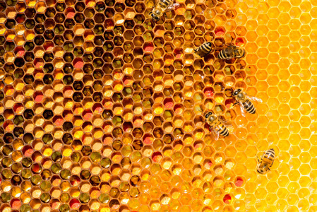 蜂巢特写图片