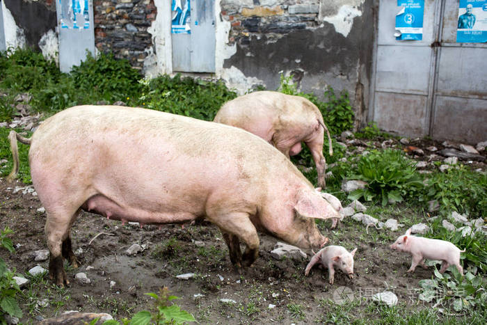 在高加索山脉格鲁吉亚一个村庄里的猪