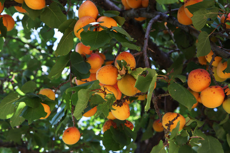 吉尔吉斯斯坦植物 成熟的杏