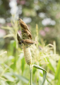 Ricebird 控股和吃高粱植物