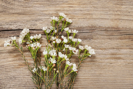 Chamelaucium 花 waxflower 在木质背景上