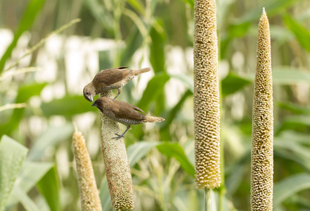 Ricebird 控股和吃高粱植物