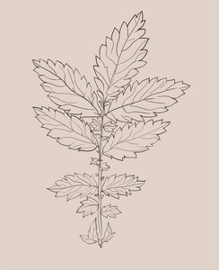 手影图手画的树叶剪影.矢量插图掌