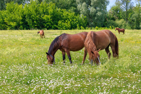 在阳光明媚的夏日, 马在草地上放牧草