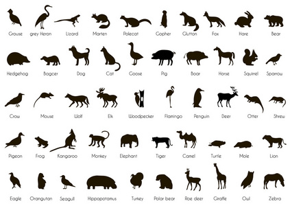 常见的100种动物名称图片