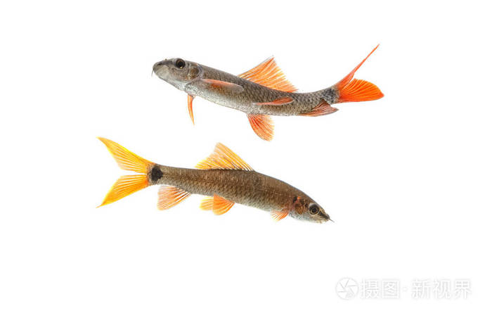 白色背景上的水族馆鱼红尾鲨鱼鮄双色