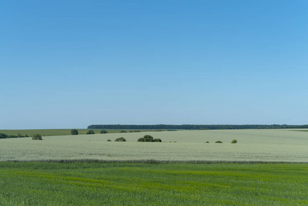 乌克兰波多利亚地区, 春季景观。青麦田