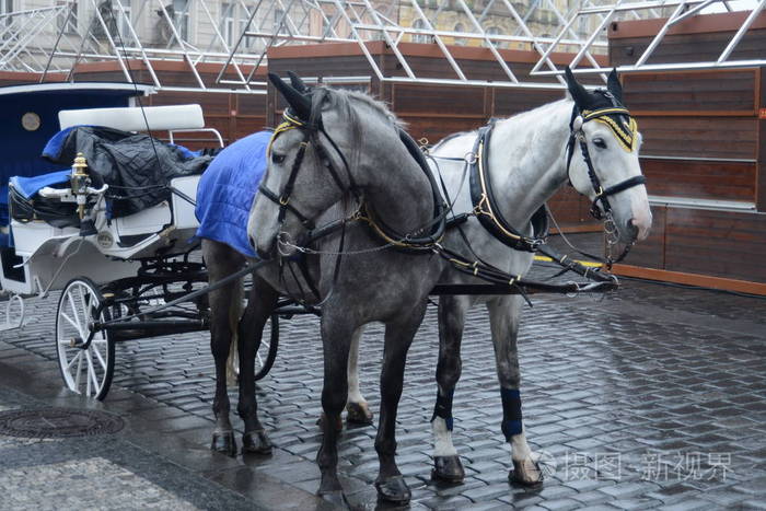 一个小组在布拉格的老镇广场上的两匹马