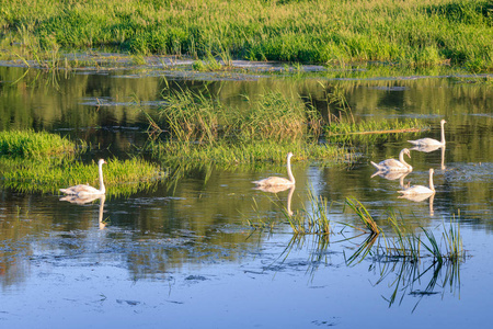 在阳光明媚的日子里漂浮在湖面上的野天鹅家庭