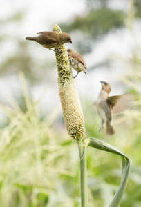 Ricebird 控股和吃高粱植物