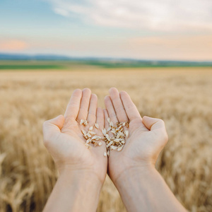 茎具种子谷物面包.农业收获成长.黄色金色的农村夏天景观.