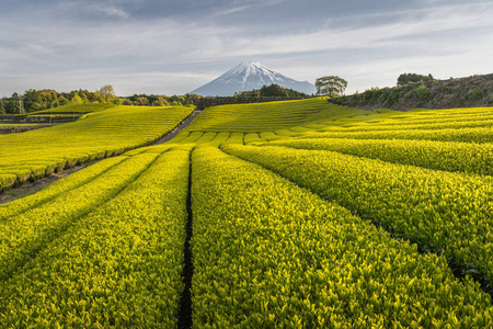 茶园和春天在静冈县的富士山