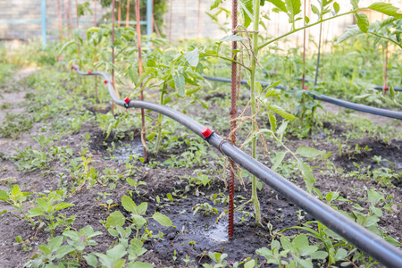 滴灌滴图片-滴灌滴素材-滴灌滴插画-摄图新视界