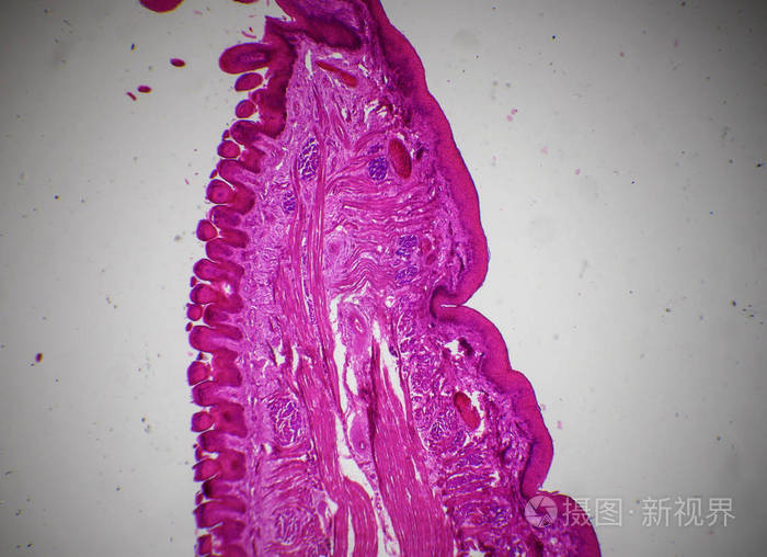 显微镜下的舌头图片