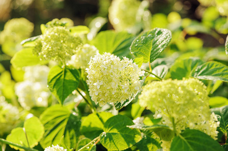 夏天花园与水滴绣球宁布什