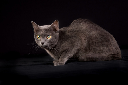 纯种的呵叻猫图片