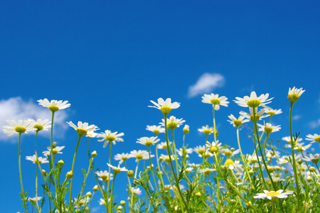 花在天空上图片