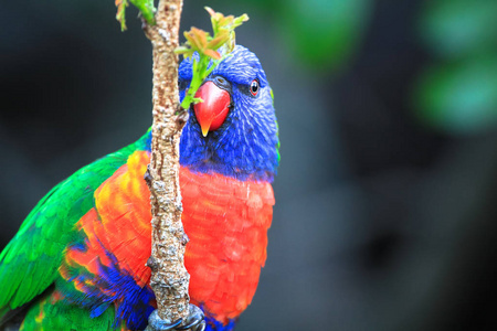 澳大利亚维多利亚一棵树上的成人彩虹 lorikeet Trichoglossus moluccanus