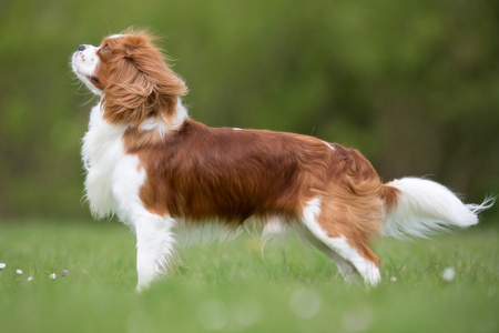 在户外的骑士查理王猎犬狗