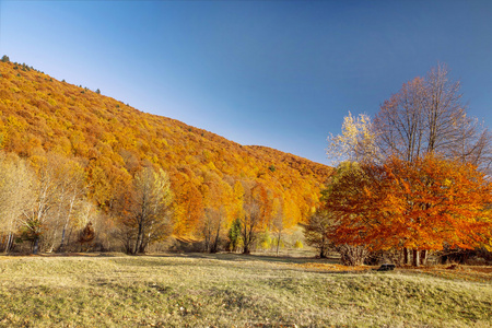 多彩的秋天树木森林，农村景观