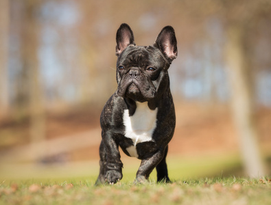 法国斗牛犬在户外