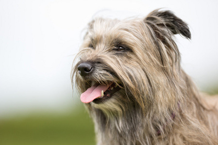 在户外的牛牧羊犬