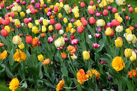 许多五颜六色的柔和的郁金香在庭院在阳光明媚的春天天在绿色草特写视图