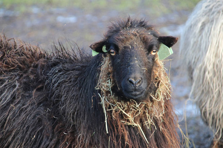 他脸上有稻草的黑绵羊正在看着相机。
