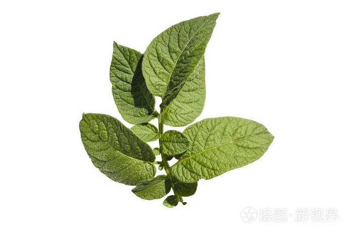 在白色背景下马铃薯叶顶端被隔离剪辑pat