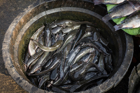 在黑色的塑料筐里，在印度尼西亚茂物的传统市场上的鲶鱼