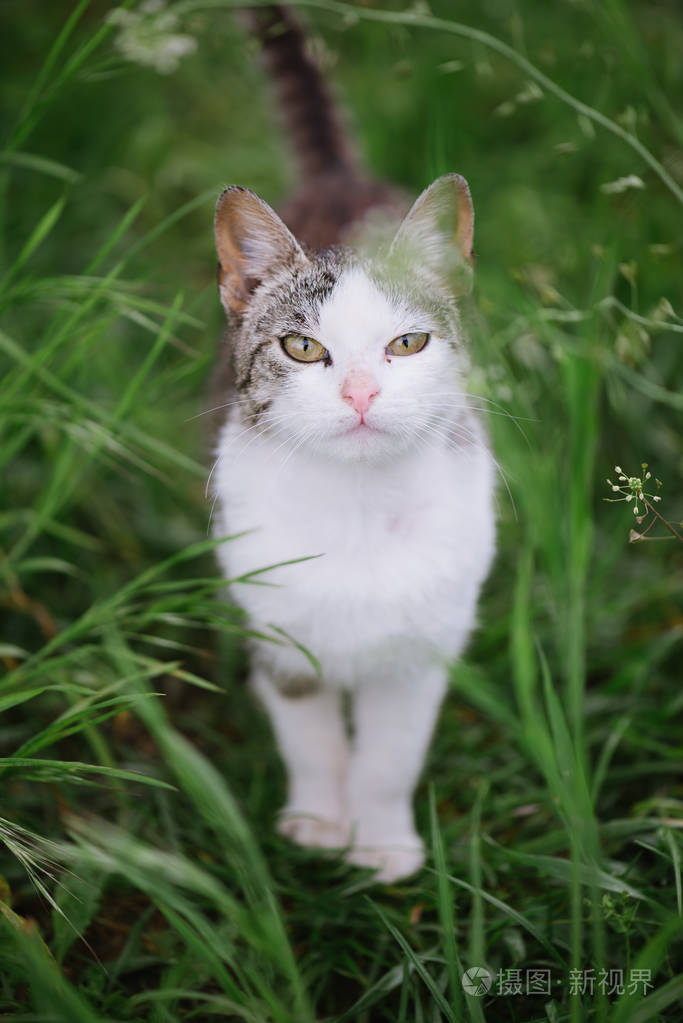 花园里的猫可爱年轻猫户外