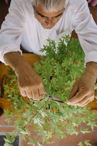 快乐老人照顾的盆景植物