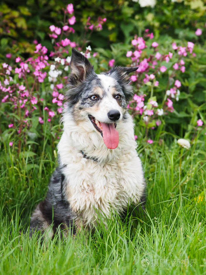 三色牧羊犬的狗坐在草地上, 花