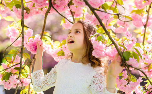 女孩在微笑的脸上站在樱花树枝间, 弥散。可爱的孩子喜欢自然在春天的日子。春天的花朵概念。女孩长头发户外, 樱桃花背景