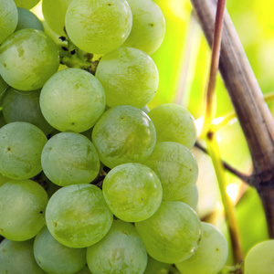在树枝上关闭成熟的绿色葡萄。.一张的图画。水果浆果是素食者的天然产物。