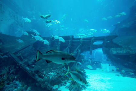 大蓝色水族馆里有多种鱼。Aquari 在水下的美丽