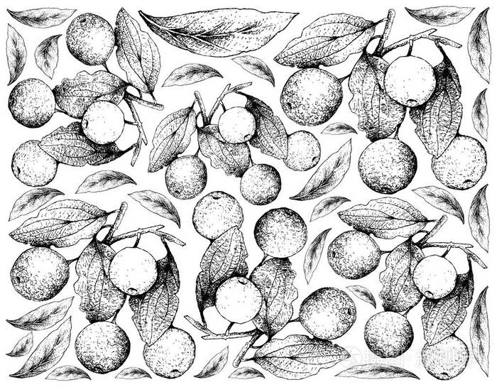 水牛刺果手画背景