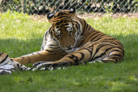意大利野生动物园的草地上的老虎