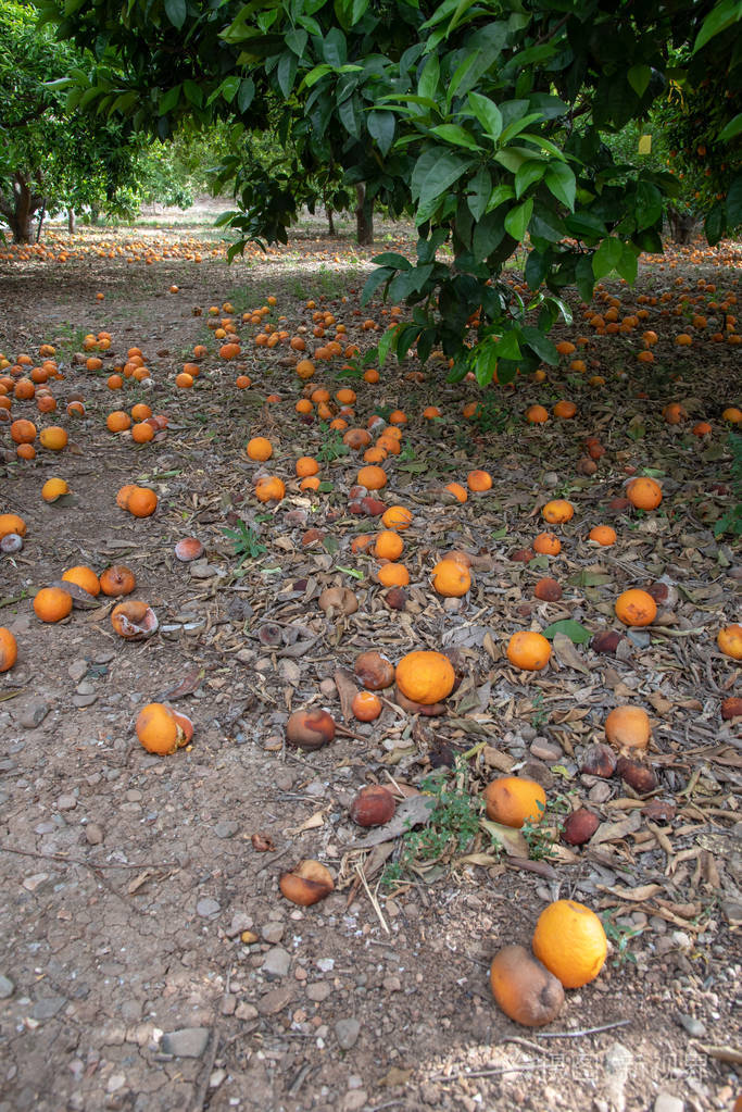落在橙树下面的地上的橘子因暴雨而失败的农作物