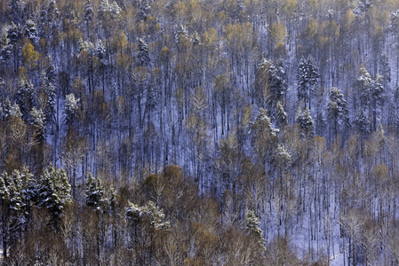 茂密的森林，在山区冬季景观
