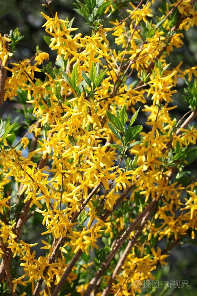 黄花黄花灌木近距离